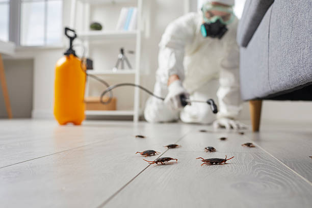 Post-Treatment Bed Bug Interceptor Monitoring in Lochsloy
